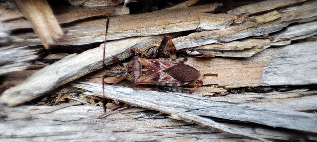 Leptoglossus occidentalis - nyugati levéllábú poloska Leptoglossus occidentalis - nyugati levéllábú poloska
