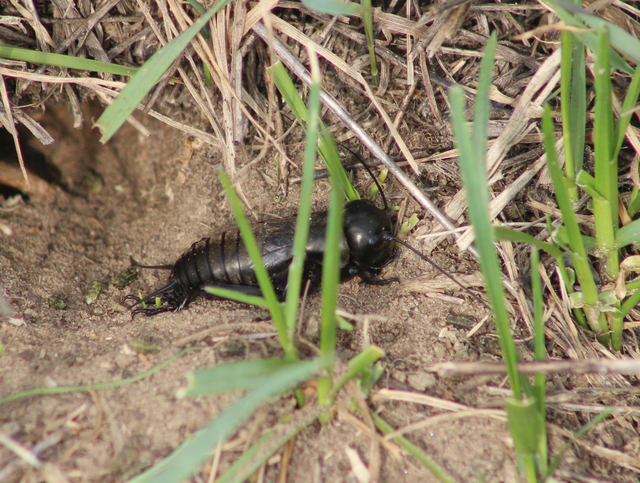 Gryllus campestris - mezei tücsök Gryllus campestris - mezei tücsök