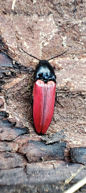 Ampedus