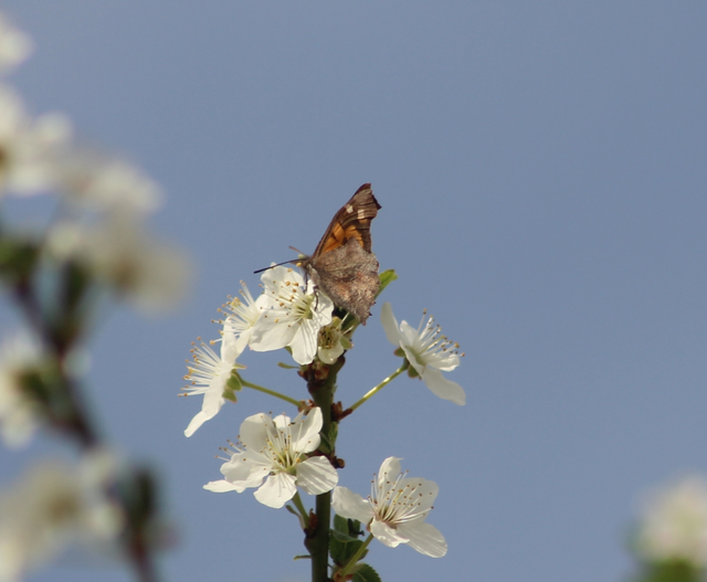 Libythea celtis - csőröslepke