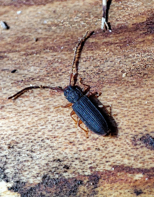 Uleiota planatus - hosszúcsápú fogasnyakú-lapbogár
