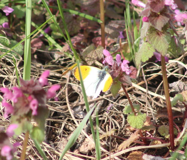 Anthocharis cardamines - hajnalpírlepke