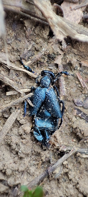Meloe proscarabaeus - közönséges nünüke