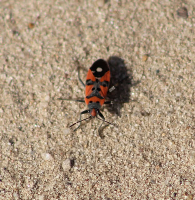 Lygaeus equestris/simulans