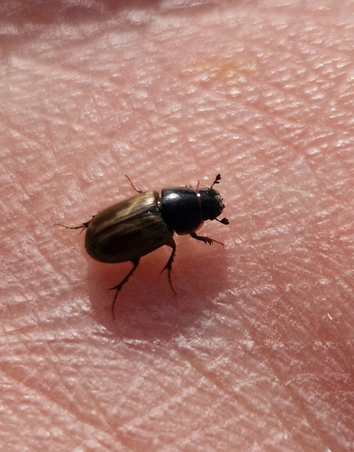 Aphodius prodromus - sárgalábú trágyabogár