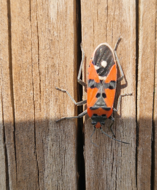 Lygaeus equestris/simulans