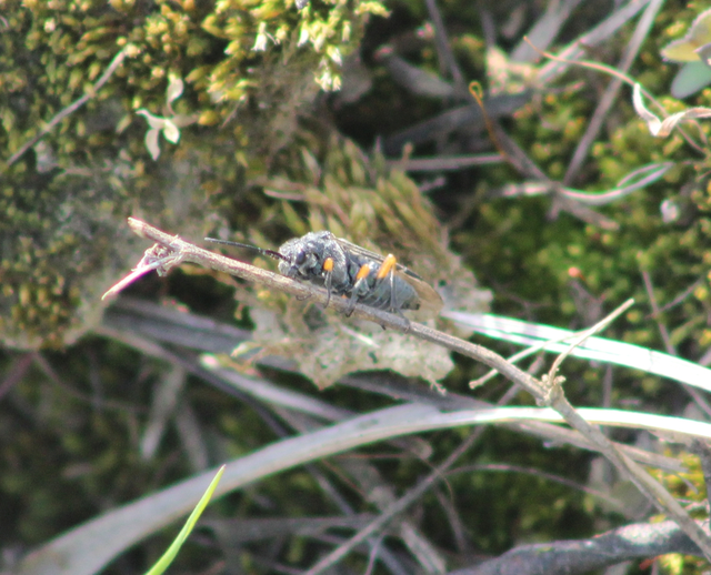 Dolerus