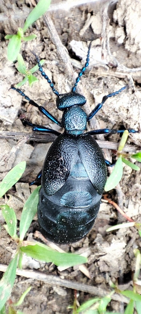 Meloe proscarabaeus - közönséges nünüke