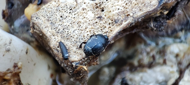 Histeridae - sutabogárfélék