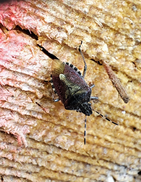 Dolycoris baccarum - közönséges bogyómászó-poloska Dolycoris baccarum - közönséges bogyómászó-poloska