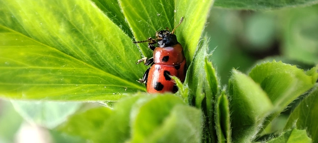 Gonioctena fornicata - közönséges lucernabogár