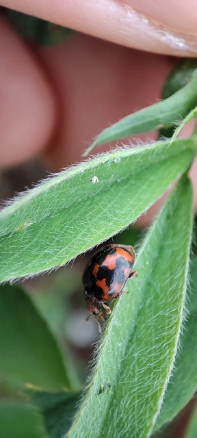 Subcoccinella vigintiquatuorpunctata - lucernaböde