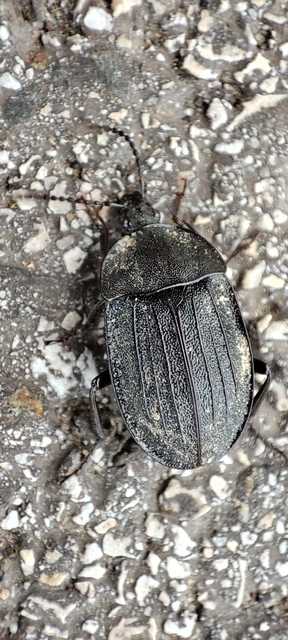Phosphuga atrata - bordás csigarabló Phosphuga atrata - bordás csigarabló