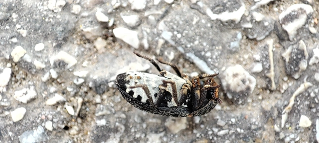 Dermestes laniarius - gyászos porva Dermestes laniarius - gyászos porva