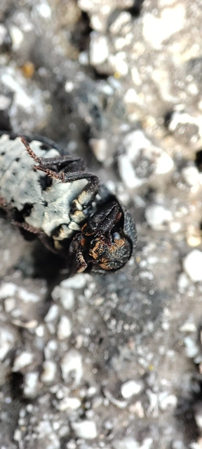 Dermestes laniarius - gyászos porva Dermestes laniarius - gyászos porva
