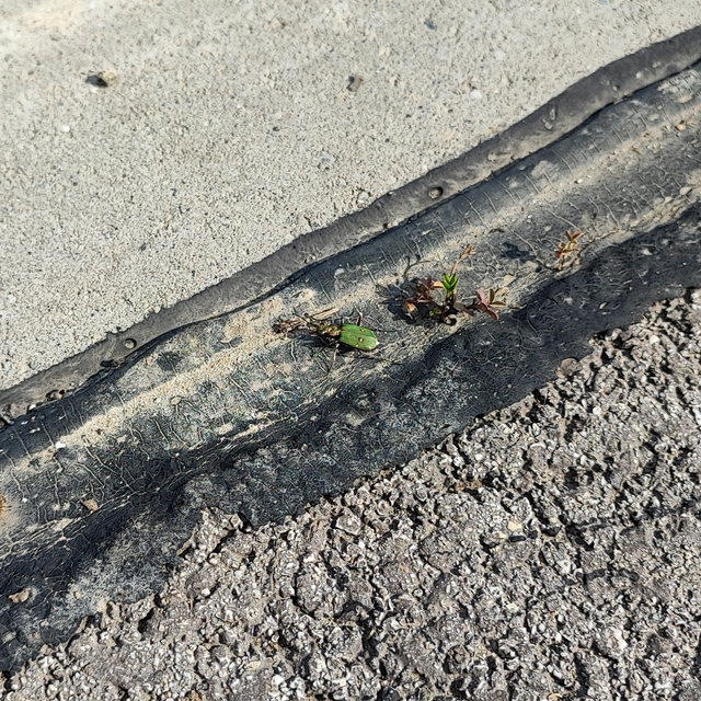 Cicindela campestris - mezei homokfutrinka