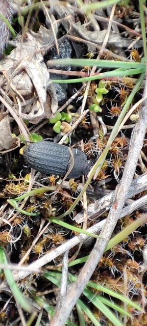 Opatrum sabulosum - sároshátú gyászbogár Opatrum sabulosum - sároshátú gyászbogár