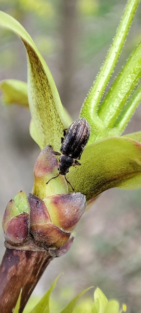 Phyllobius pyri - gyümölcsfa-levélormányos