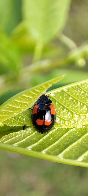 Adalia bipunctata - kétpettyes katica
