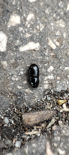 Aphodius granarius - szurokszínű trágyabogár