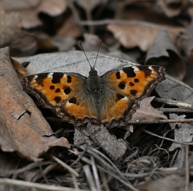 Nymphalis polychloros - nagy rókalepke