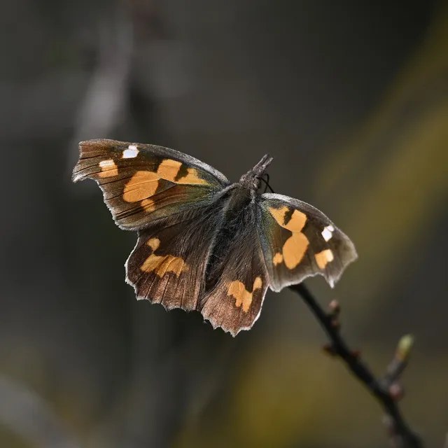 Libythea celtis - csőröslepke