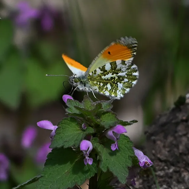 Anthocharis cardamines - hajnalpírlepke