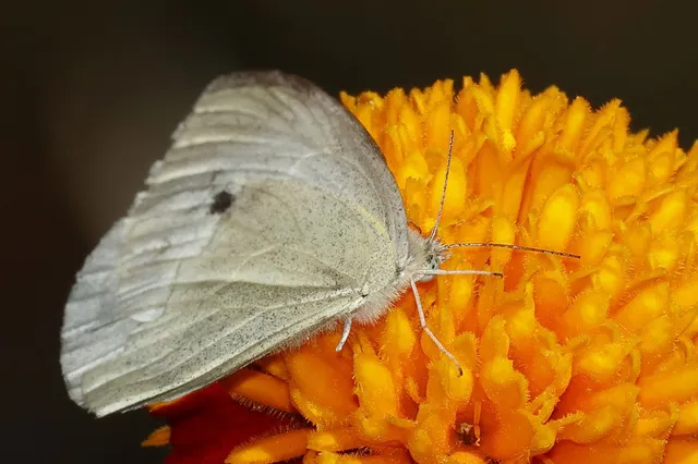 Pieris rapae - répalepke