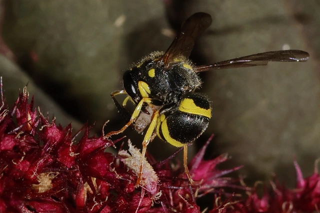 Hymenoptera - Hártyásszárnyúak Hymenoptera - Hártyásszárnyúak