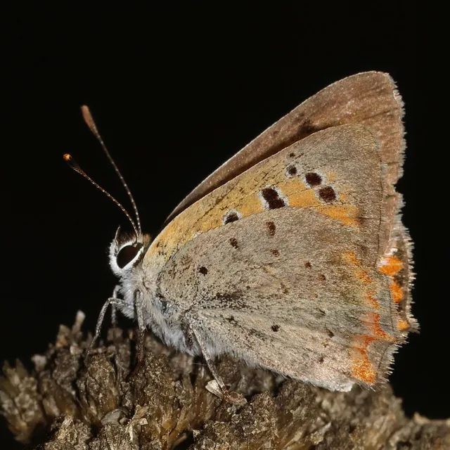 Lycaena phlaeas - közönséges tűzlepke