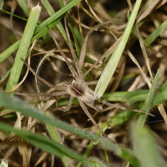 Pisaura mirabilis - csodáspók
