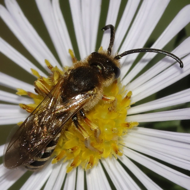 Hymenoptera - Hártyásszárnyúak Hymenoptera - Hártyásszárnyúak