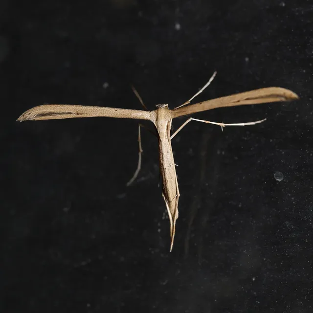 Emmelina monodactyla/argoteles
