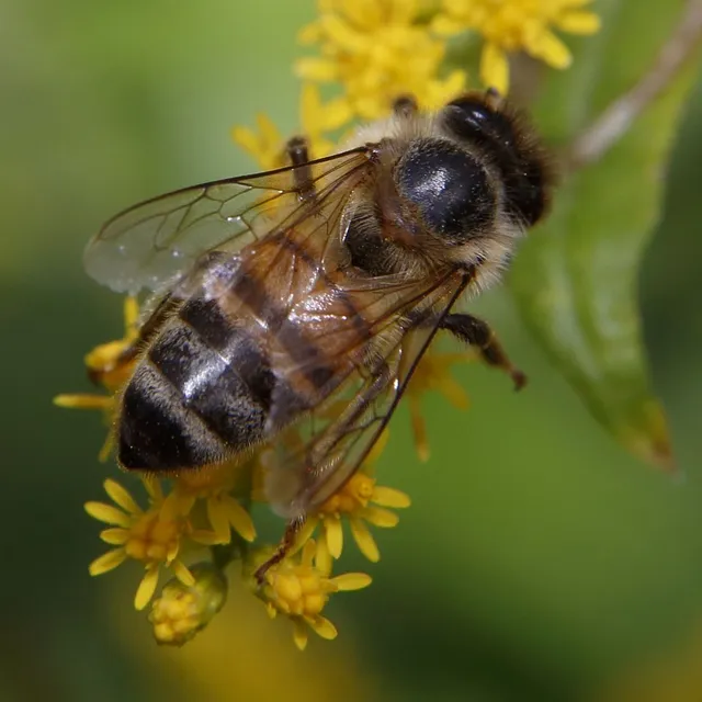 Hymenoptera - Hártyásszárnyúak Hymenoptera - Hártyásszárnyúak
