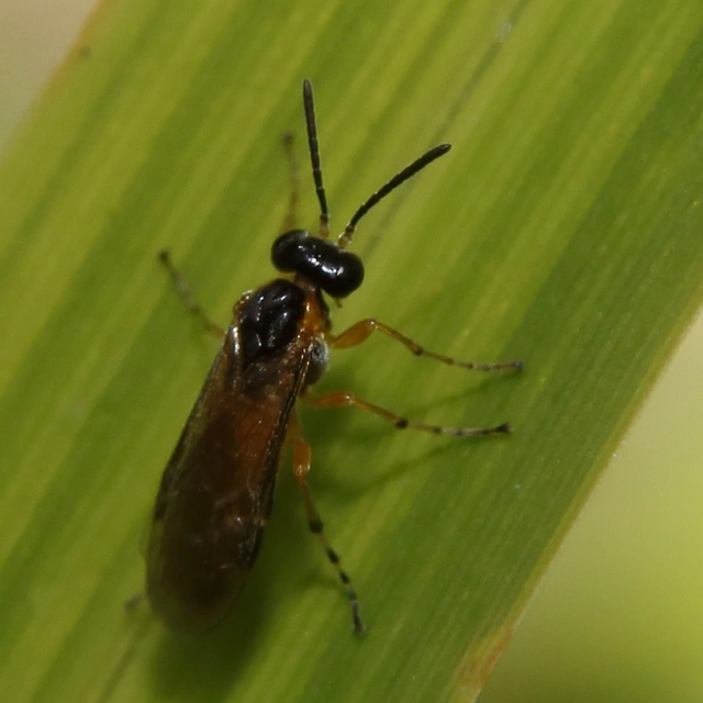 Hymenoptera - Hártyásszárnyúak Hymenoptera - Hártyásszárnyúak