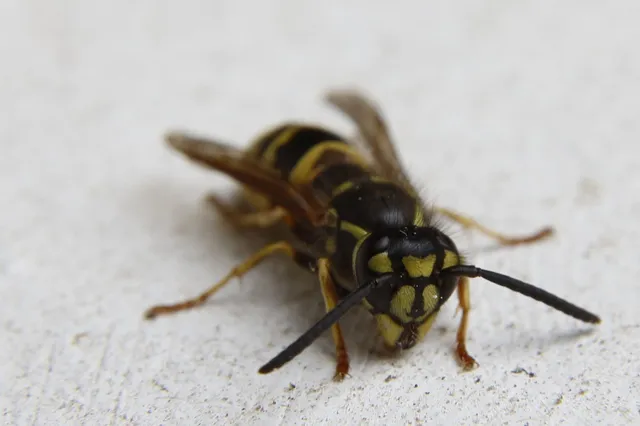 Vespula vulgaris - kecskedarázs