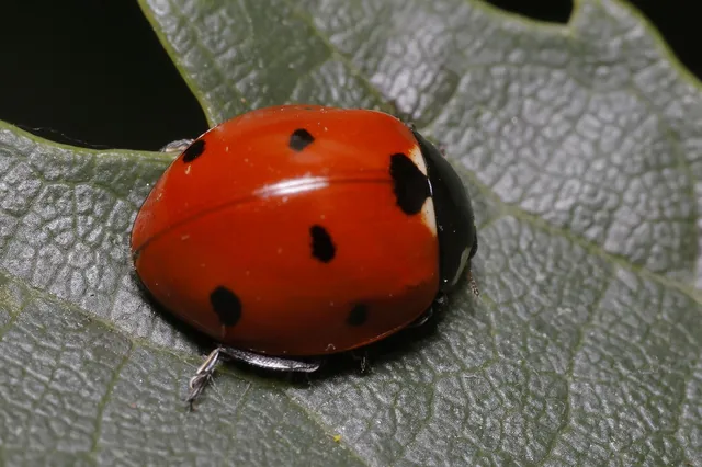 Coccinella septempunctata - hétpettyes katica