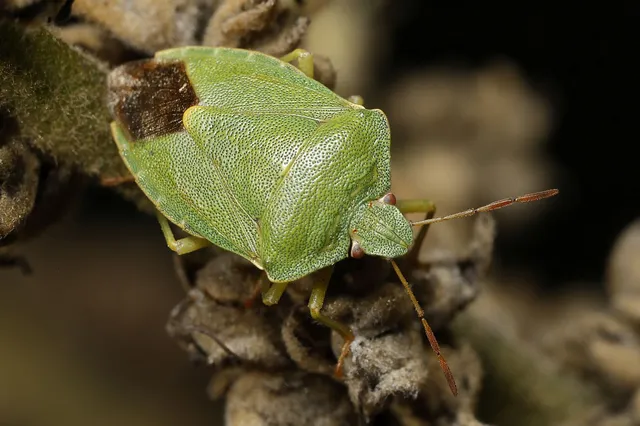 Palomena prasina - zöld bogyómászó-poloska Palomena prasina - zöld bogyómászó-poloska