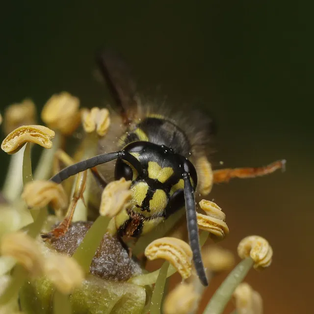 Vespula vulgaris - kecskedarázs