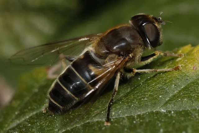 Diptera - Kétszárnyúak Diptera - Kétszárnyúak