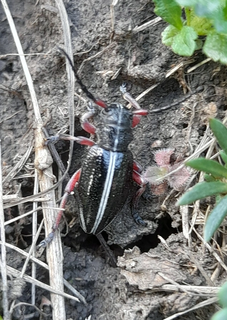 Dorcadion pedestre - kétsávos gyalogcincér Dorcadion pedestre - kétsávos gyalogcincér