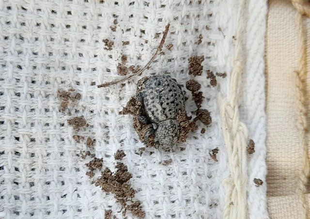 Brachycerus foveicollis - szögletes ragyásormányos