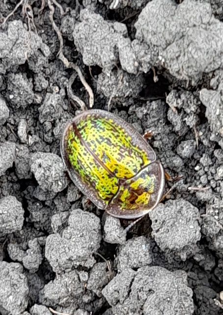 Cassida canaliculata - karimás pajzsbogár