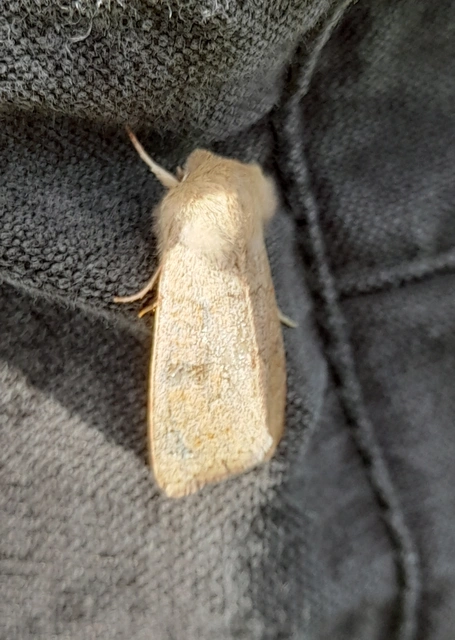 Orthosia miniosa - sárgás barkabagoly