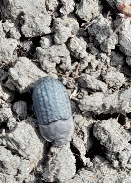 Opatrum sabulosum - sároshátú gyászbogár Opatrum sabulosum - sároshátú gyászbogár