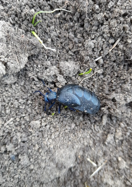 Meloe proscarabaeus - közönséges nünüke