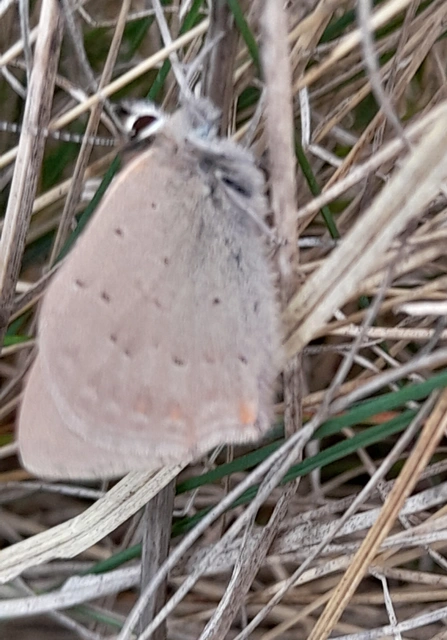Lycaena phlaeas - közönséges tűzlepke