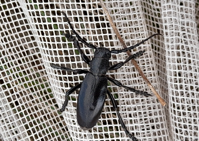 Dorcadion aethiops - fekete gyalogcincér