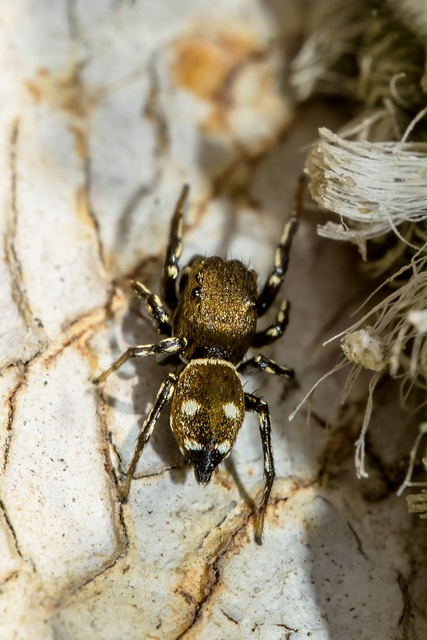 Heliophanus
