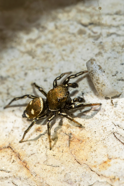 Heliophanus
